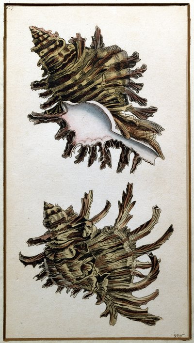 Conch Shell, published by Shaw by Richard Polydore Nodder